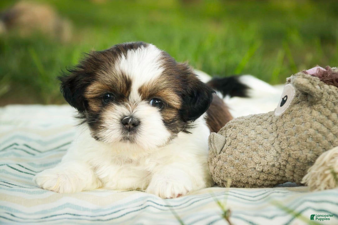 Shih Tzu dogs for sale: Raleigh - Image 6