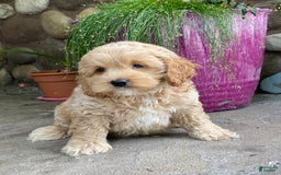 Cockapoo dogs for sale: Nero - Image 2