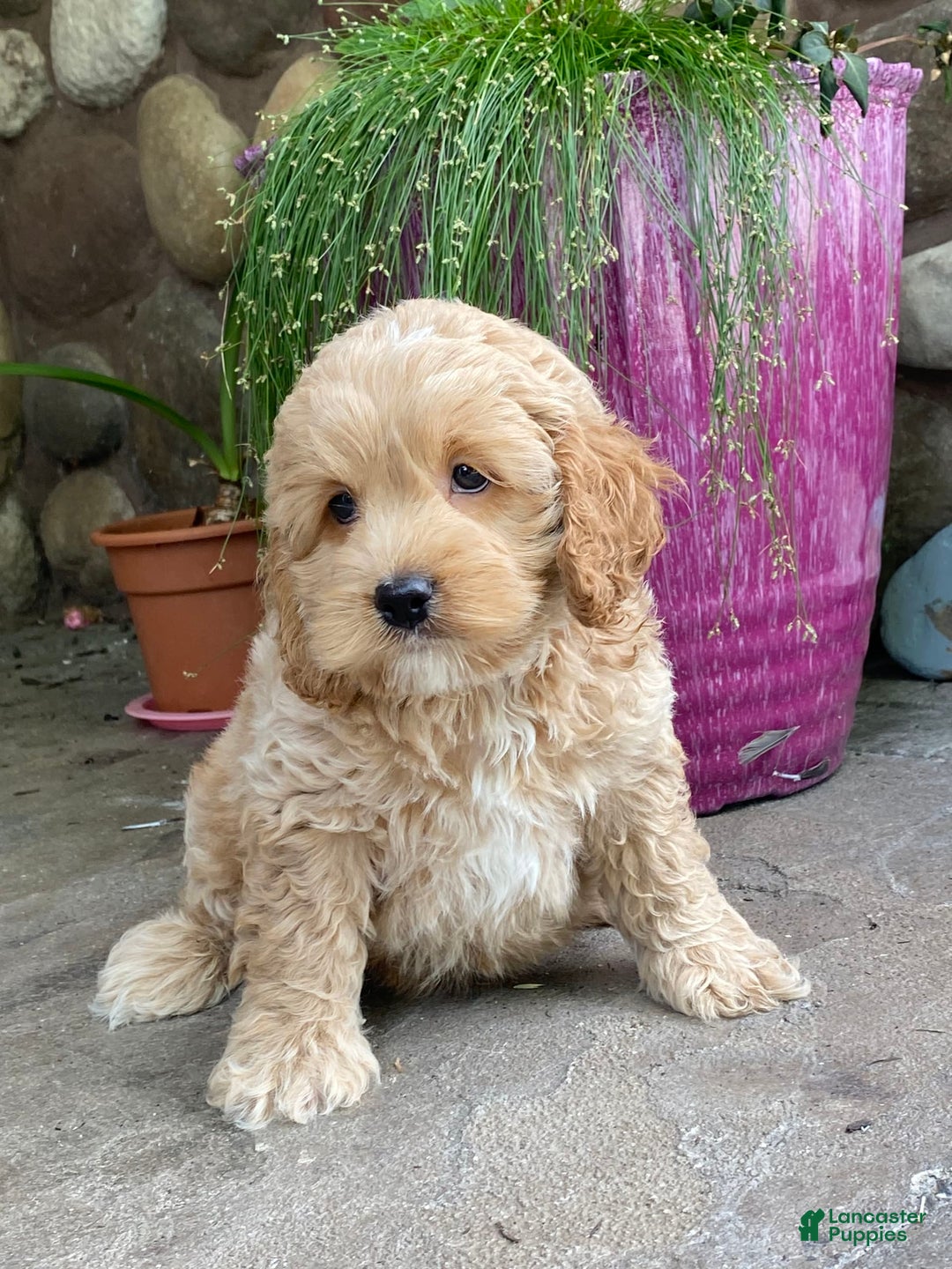 Cockapoo dogs for sale: Nero - Image 2