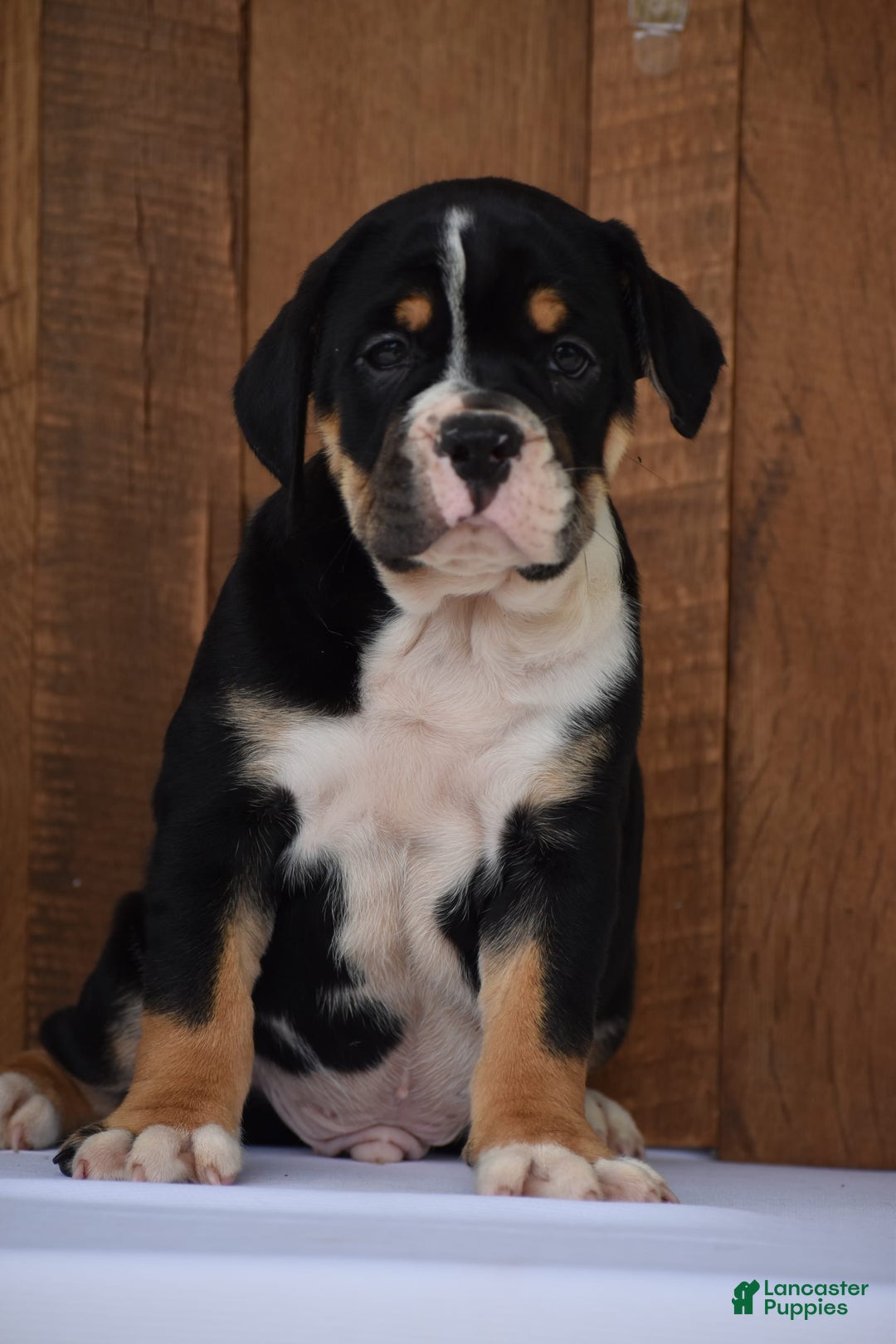 Beabull dogs for sale: Clint - Image 6