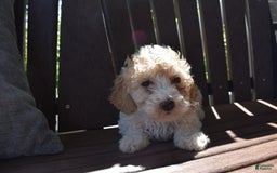 Toy Poodle dogs for sale: Edgar - Image 2