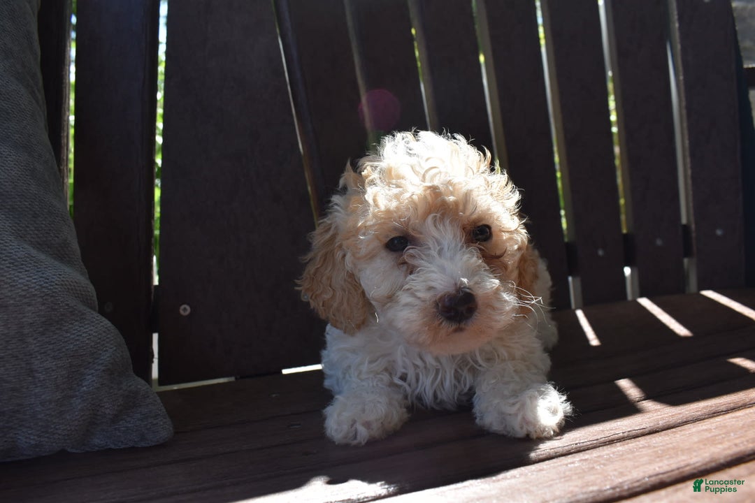 Toy Poodle dogs for sale: Edgar - Image 2