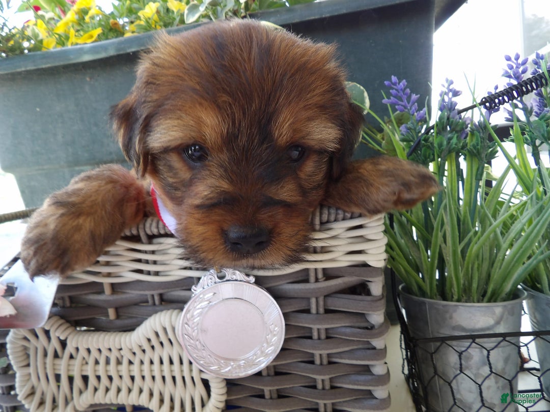 Yorkiepoo dogs for sale: Yorkiepoo 4 puppies - Image 7