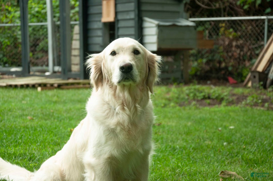 Golden Retriever dogs for sale: Dopey Aka Yellow - Image 4