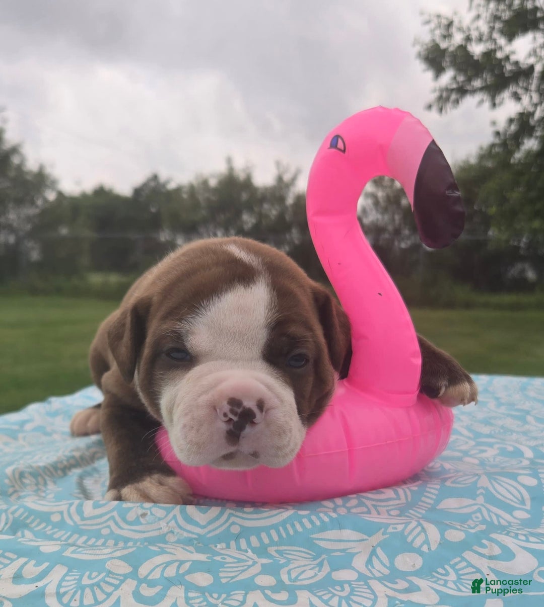 American Bulldog dogs for sale: Miss Honey - Listing for pets: Miss Honey, Matilda, Miss Trenchbell, Harry - Image 11