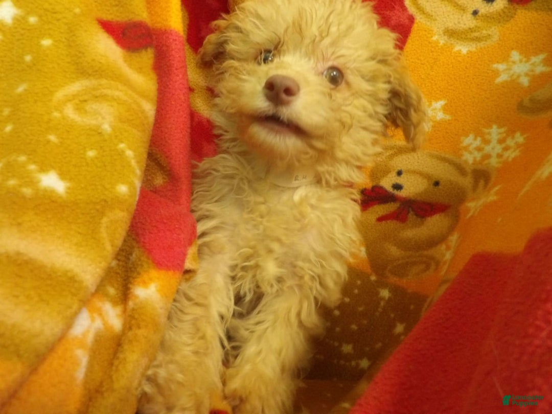 Aussiedoodle dogs for sale: CARMEL - Image 1