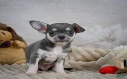 Chihuahua dogs for sale: Samuel - Image 3