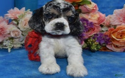 Cocker Spaniel dogs for sale: Tuckerbluetanpartimerlespeckleblueeyecockerpup - Image 7