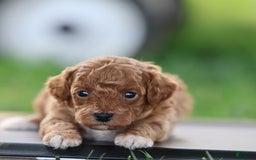 Toy Poodle dogs for sale: Misty - Image 8