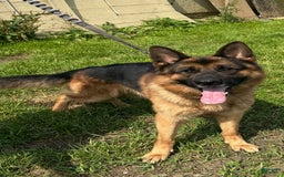 German Shepherd dogs for sale: MAX - Image 4