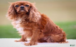 Cavalier King Charles Spaniel dogs for sale: Rocky - Image 21