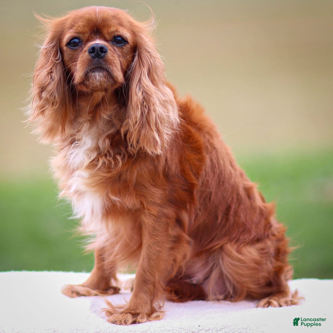 Cavalier King Charles Spaniel dogs for sale: Rocky - Image 21