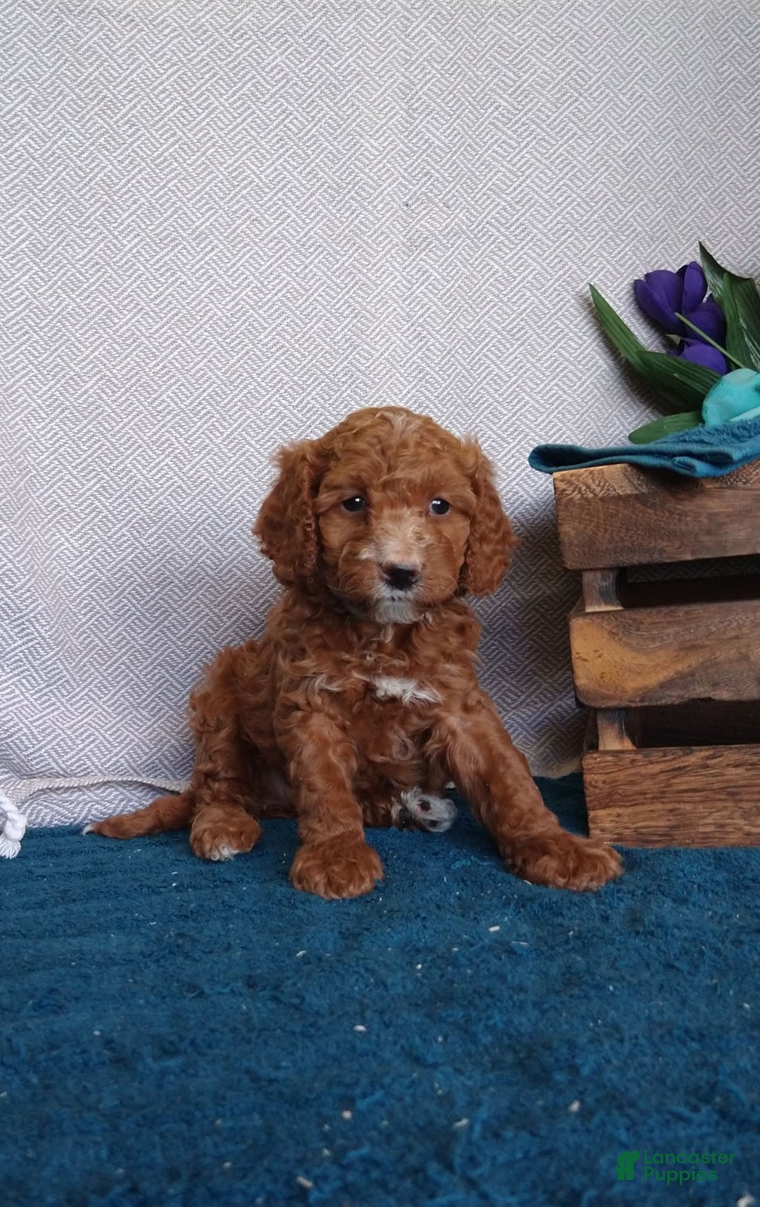 Miniature Poodle dogs for sale: Dakato - Image 2