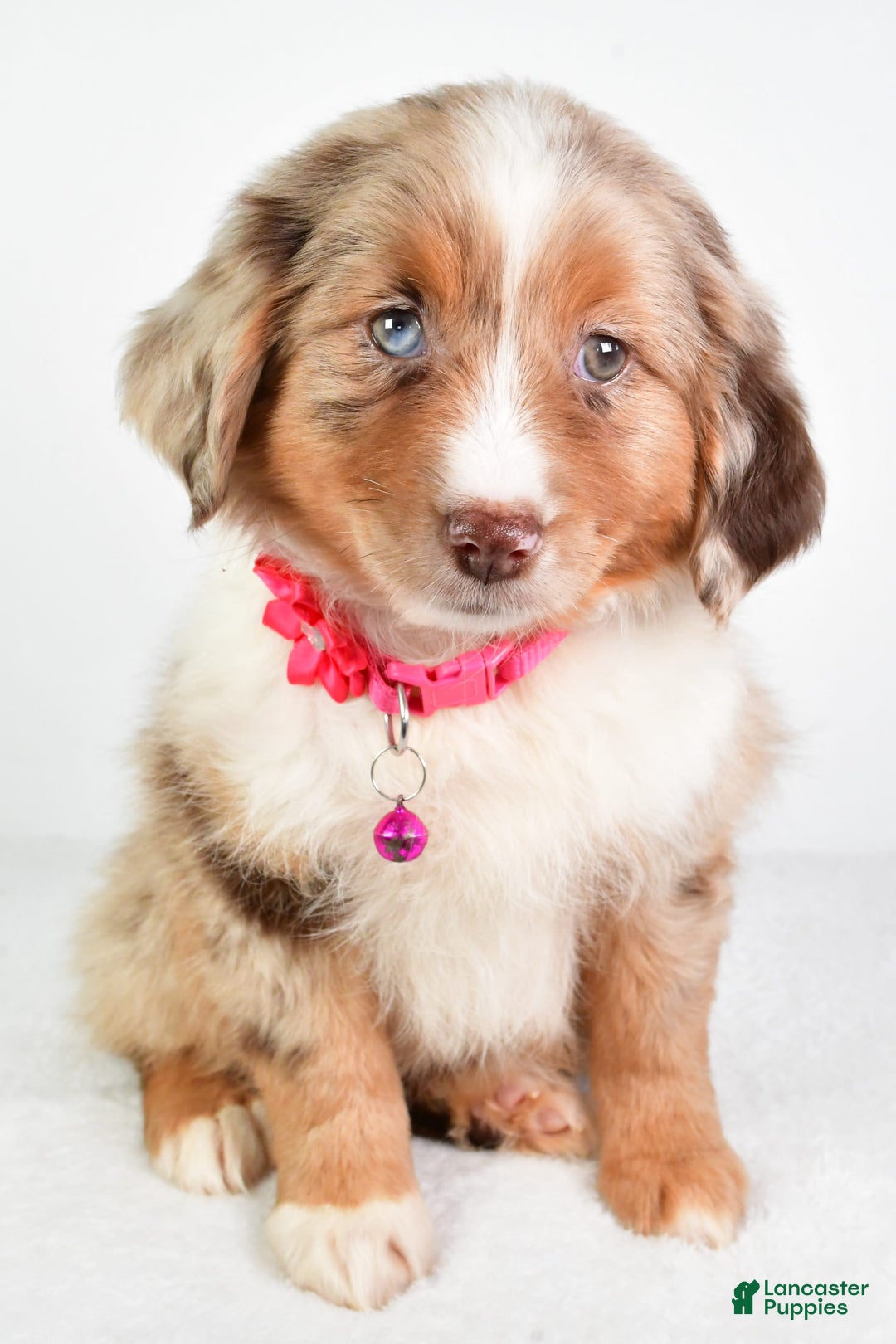 Miniature Australian Shepherd dogs for sale: Twilight - Image 5