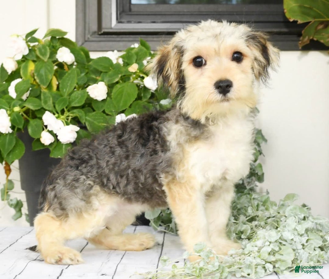 Yochon dogs for sale: Rosie - Image 6