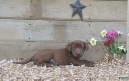 Labrador Retriever dogs for sale: Kate - Image 1