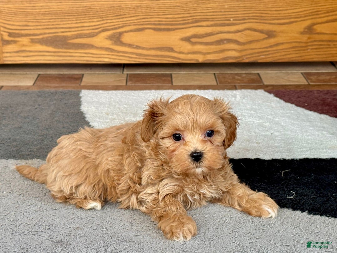 Maltipoo dogs for sale: Gordon - Image 1