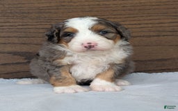 Mini Bernedoodle dogs for sale: Indy - Image 13