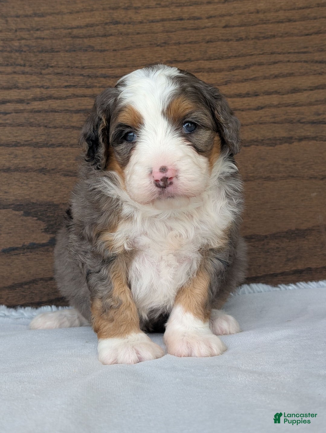 Mini Bernedoodle dogs for sale: Indy - Image 13