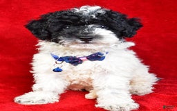 Miniature Poodle dogs for sale: Logan - Image 9