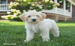 Mini Goldendoodle dogs for sale: Hazel - Image 4