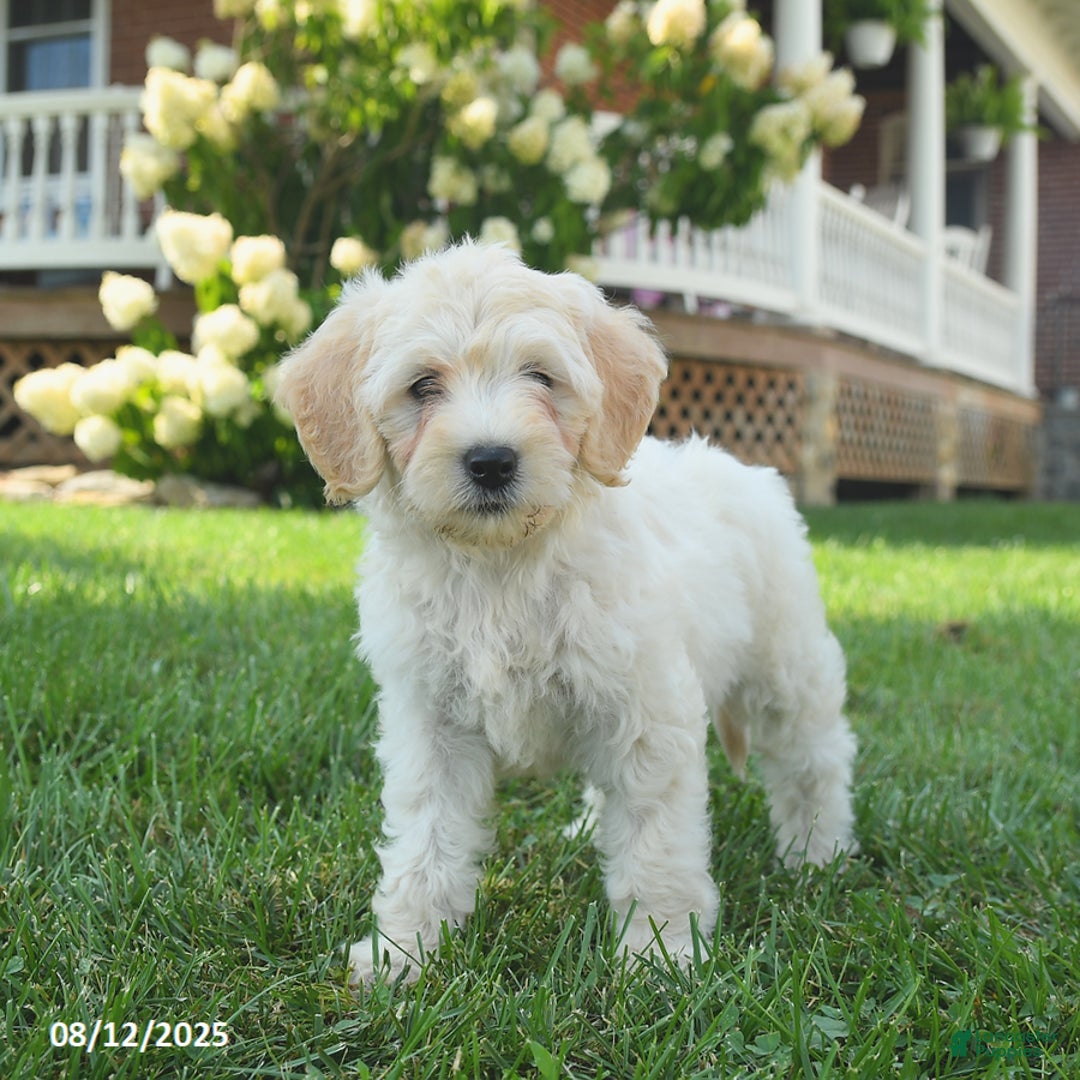 Mini Goldendoodle dogs for sale: Hazel - Image 4