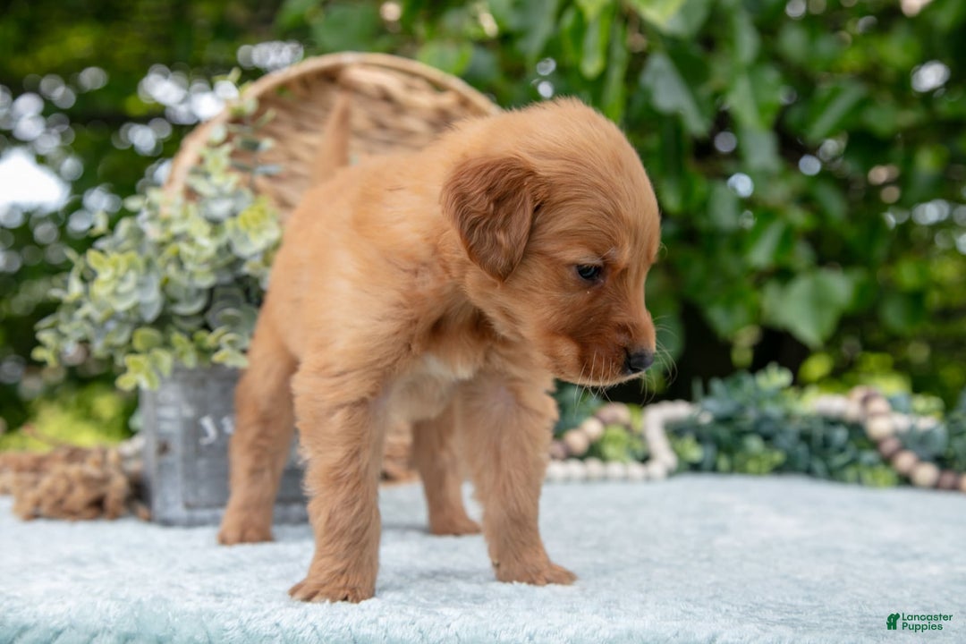 Golden Retriever dogs for sale: Digger - Image 3