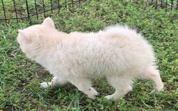 Alaskan Klee Kai dogs for sale: Fluffy Lil Tiki - Image 11