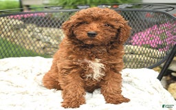 Mini Goldendoodle dogs for sale: Lacey - Image 15