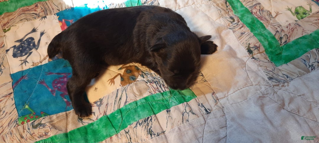 Miniature Schnauzer dogs for sale: Boy2 - Image 22