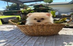 Pomeranian dogs for sale: Pomeranian Puppy Male - Image 5