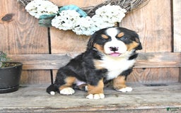 Bernese Mountain Dog dogs for sale: Sage - Image 3