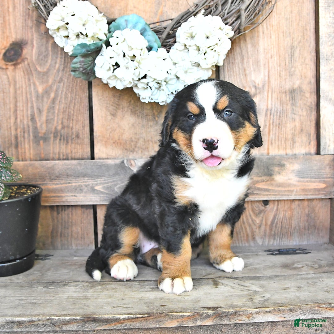 Bernese Mountain Dog dogs for sale: Sage - Image 3