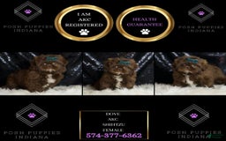 Shih Tzu dogs for sale: Dove - Image 6
