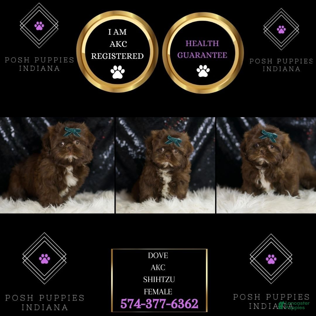 Shih Tzu dogs for sale: Dove - Image 6
