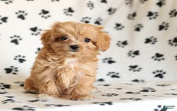 Cavapoo dogs for sale: Alex - Image 14