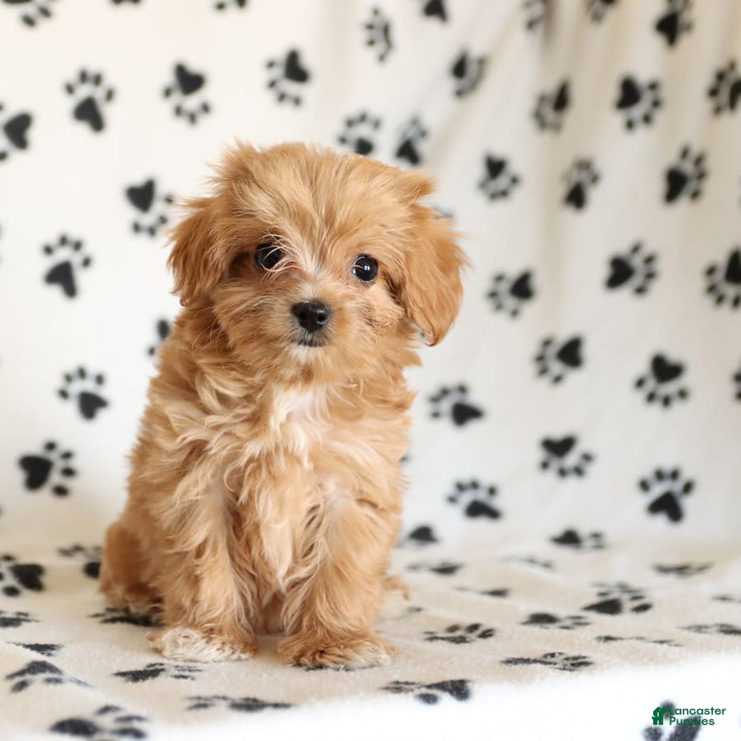 Cavapoo dogs for sale: Alex - Image 14