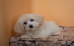 Maltipoo dogs for sale: Rebecca - Image 26