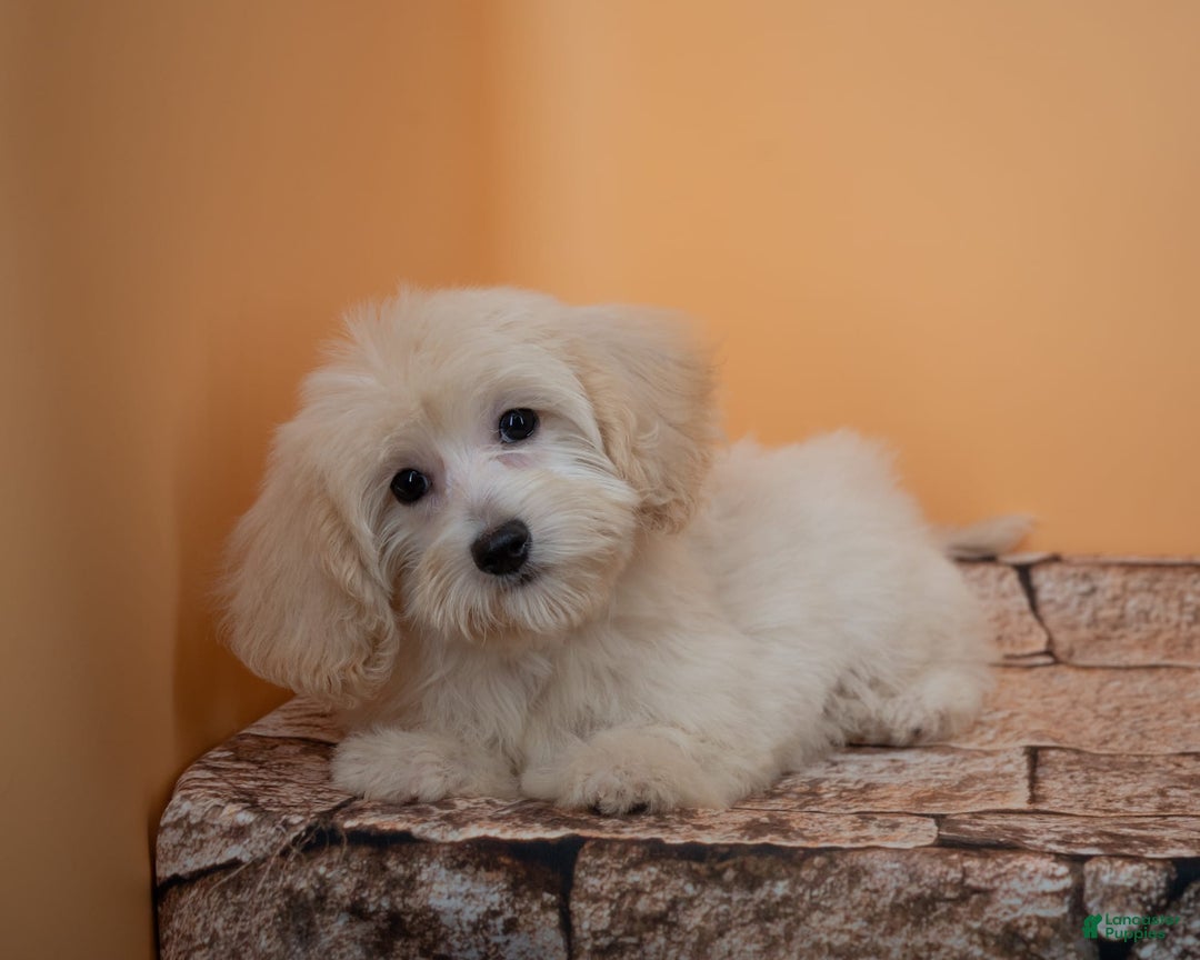 Maltipoo dogs for sale: Rebecca - Image 26