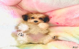 Havanese dogs for sale: Fefe Chanel - Image 7
