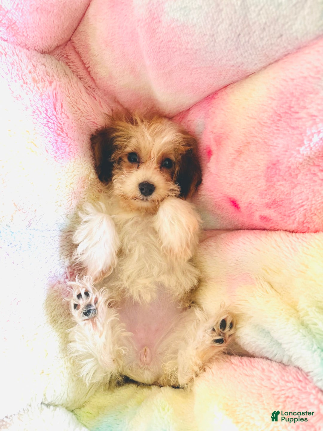 Havanese dogs for sale: Fefe Chanel - Image 7