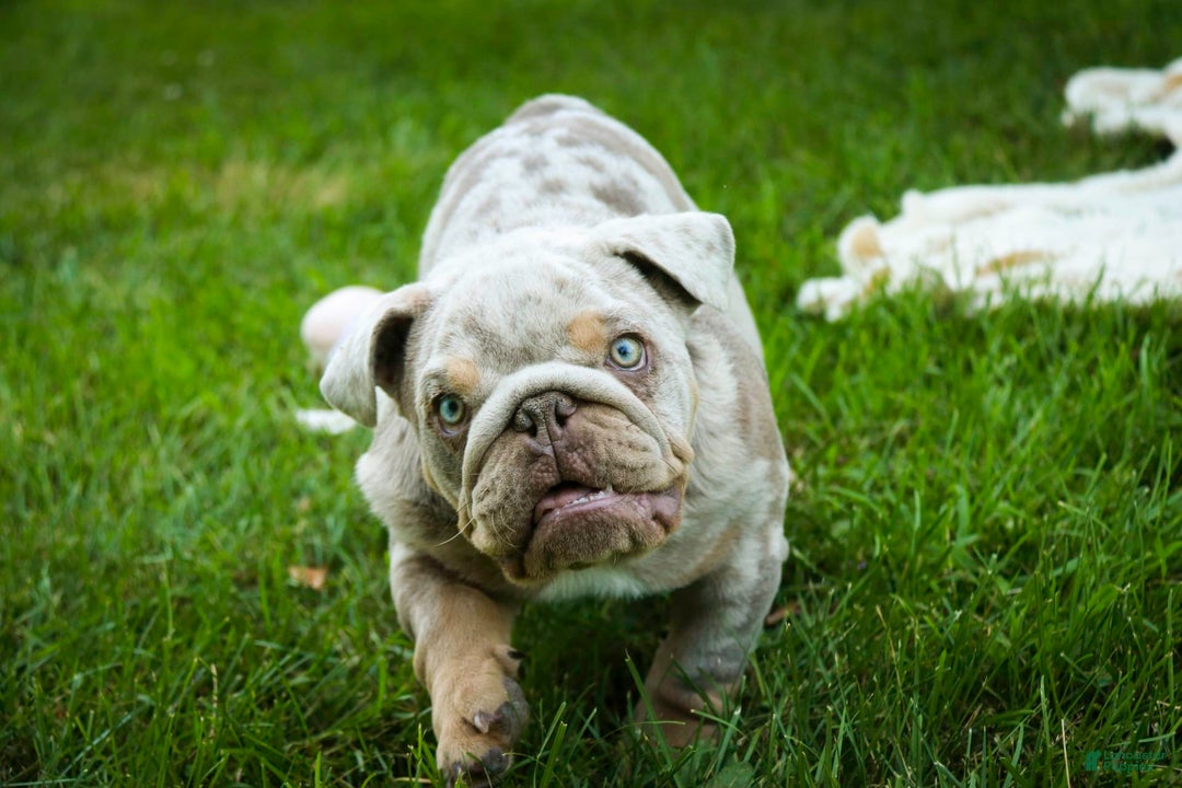 English Bulldog dogs for sale: Turbo - Image 15
