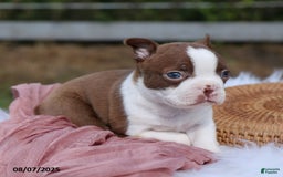 Boston Terrier dogs for sale: Marley - Image 2