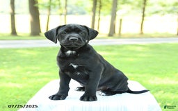 Cane Corso dogs for sale: Marigold - Image 2