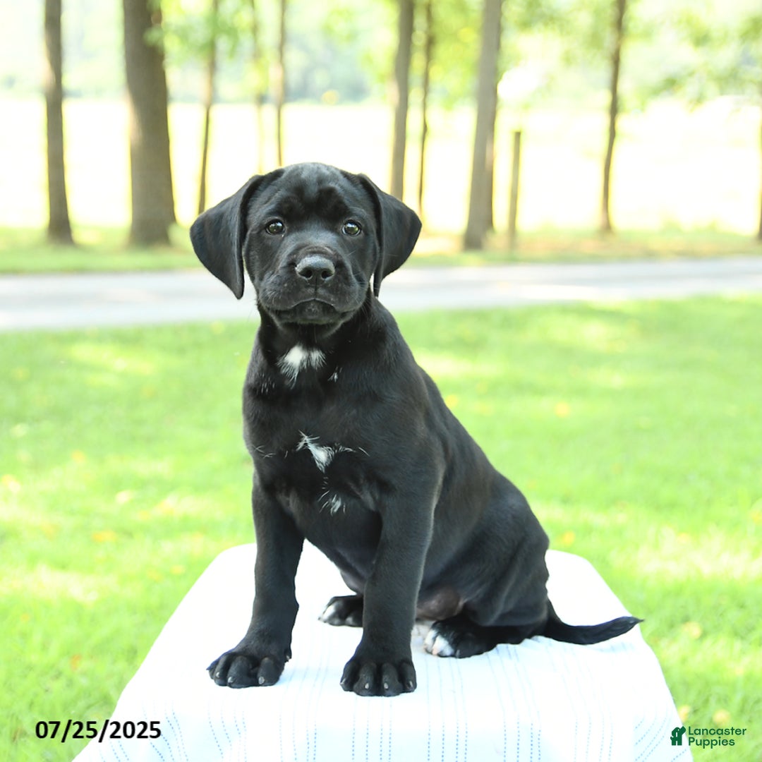 Cane Corso dogs for sale: Marigold - Image 2