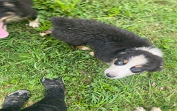 Australian Shepherd dogs for sale: Diva - Image 1