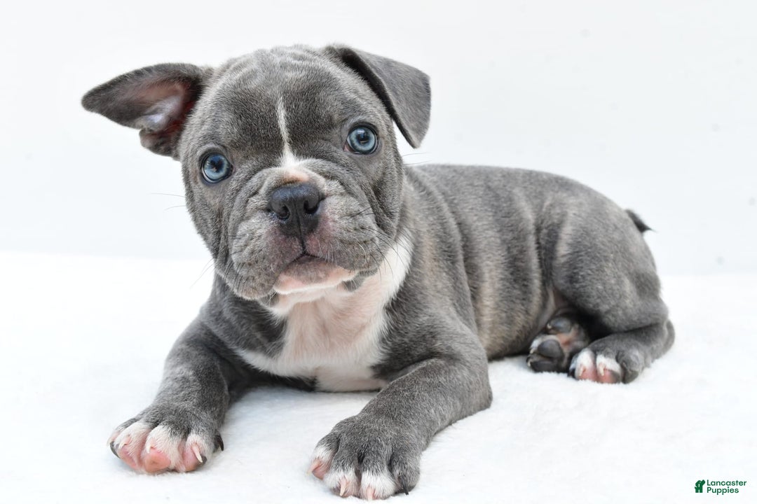 Frenchton dogs for sale: Baxter - Image 3