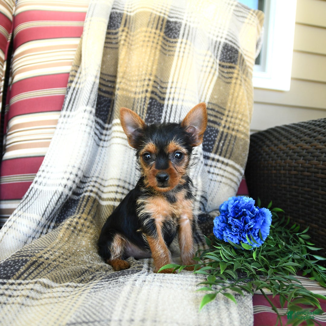 Yorkshire Terrier dogs for sale: Tilly - Image 4