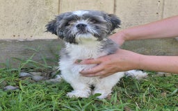 Shih Tzu dogs for sale: Bill - Image 11
