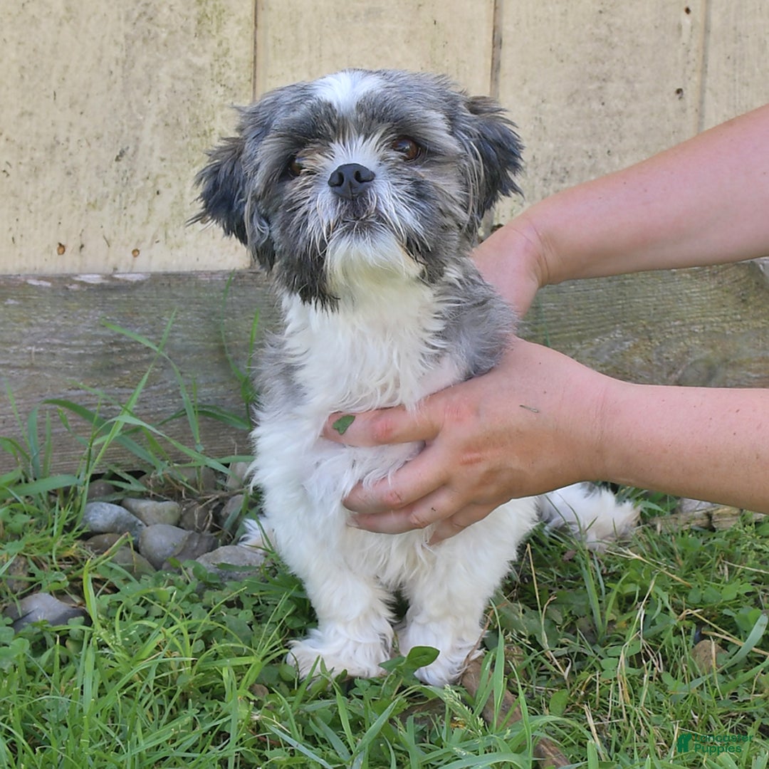 Shih Tzu dogs for sale: Bill - Image 11